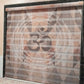 Printed Zebra Blinds